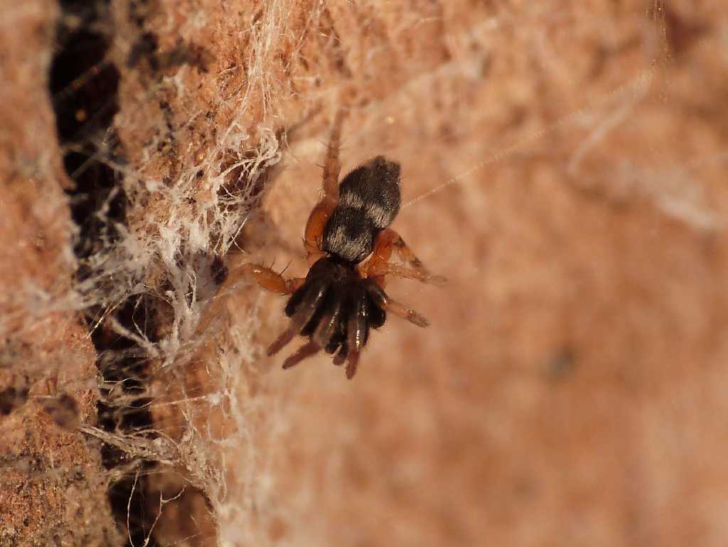 Piccolo Gnaphosidae colorato: cfr Poecilochroa  - Ostia (RM)